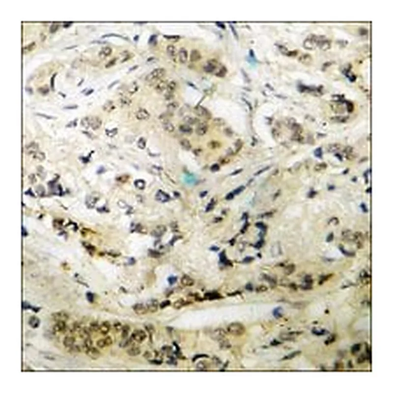 Merck ANTI-PHOSPHO-P47 PHOX (PSER345)