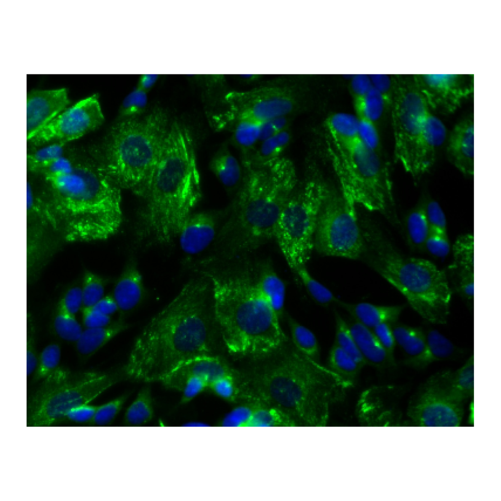 BD Purified Mouse Anti-PKA RIIβ (pS114)