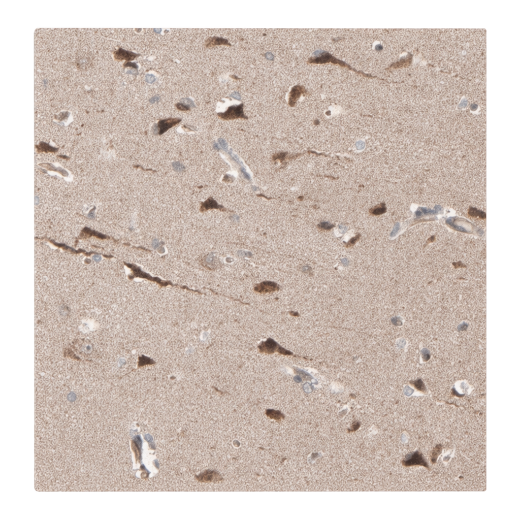 Merck Anti-ABLIM3 antibody produced in rabbit