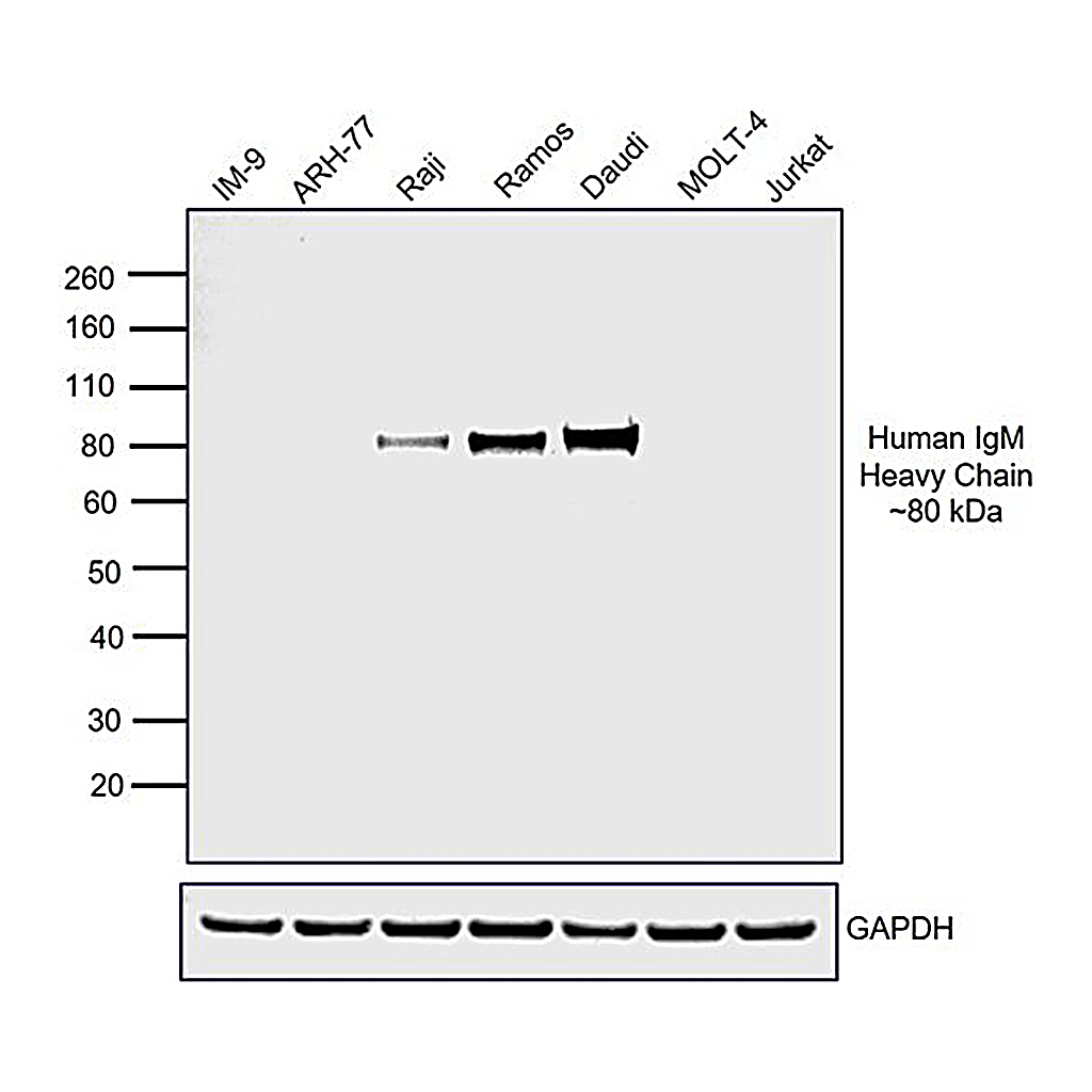 Thermo Fisher Scientific Goat anti-Human IgM Secondary Antibody, HRP