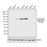 Thermo Fisher Scientific Goat anti-Human IgM Secondary Antibody, HRP