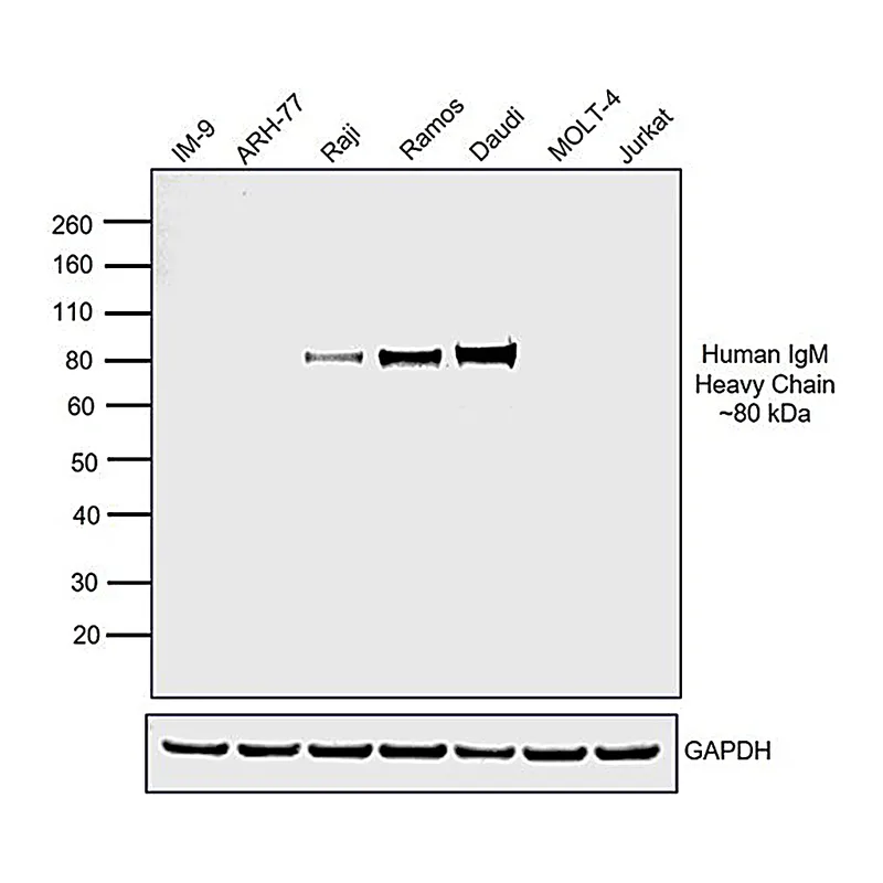 Thermo Fisher Scientific Goat anti-Human IgM Secondary Antibody, HRP