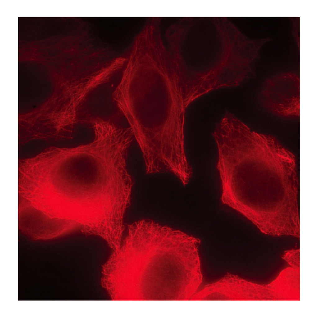 Merck Anti-Mouse IgG (H+L), CF(TM) 640R antibody produced in goat