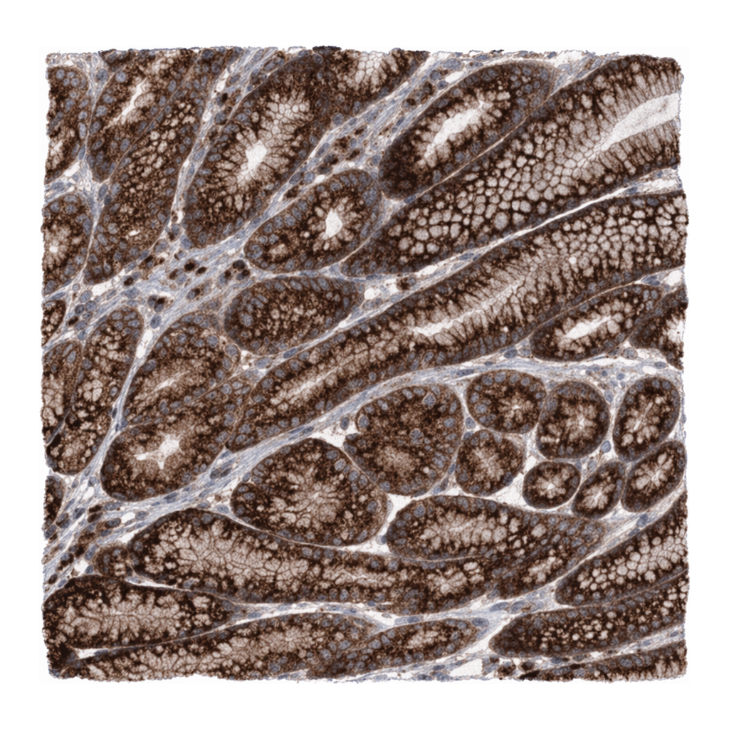 Merck Anti-COPB2 antibody produced in rabbit