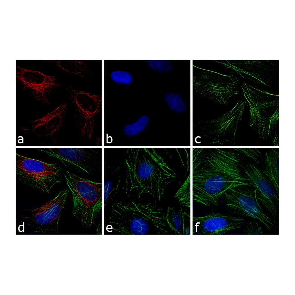 Thermo Fisher Scientific F(ab`)2-Goat anti-Rabbit IgG (H+L) Cross-Adsorbed Secondary Antibody, APC