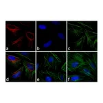 Thermo Fisher Scientific F(ab`)2-Goat anti-Rabbit IgG (H+L) Cross-Adsorbed Secondary Antibody, APC