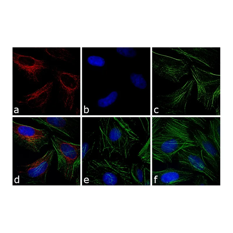 Thermo Fisher Scientific F(ab`)2-Goat anti-Rabbit IgG (H+L) Cross-Adsorbed Secondary Antibody, APC