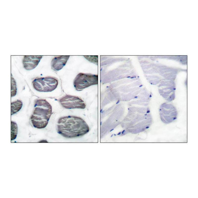 Merck Anti-ACTIN-alpha-1 antibody produced in rabbit