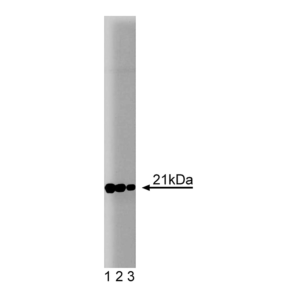 BD Purified Mouse Anti-Rac1
