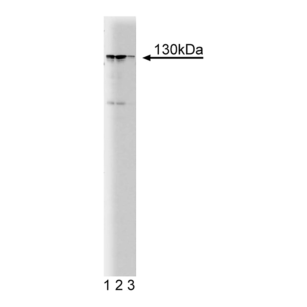 BD Purified Mouse Anti-MYPT1