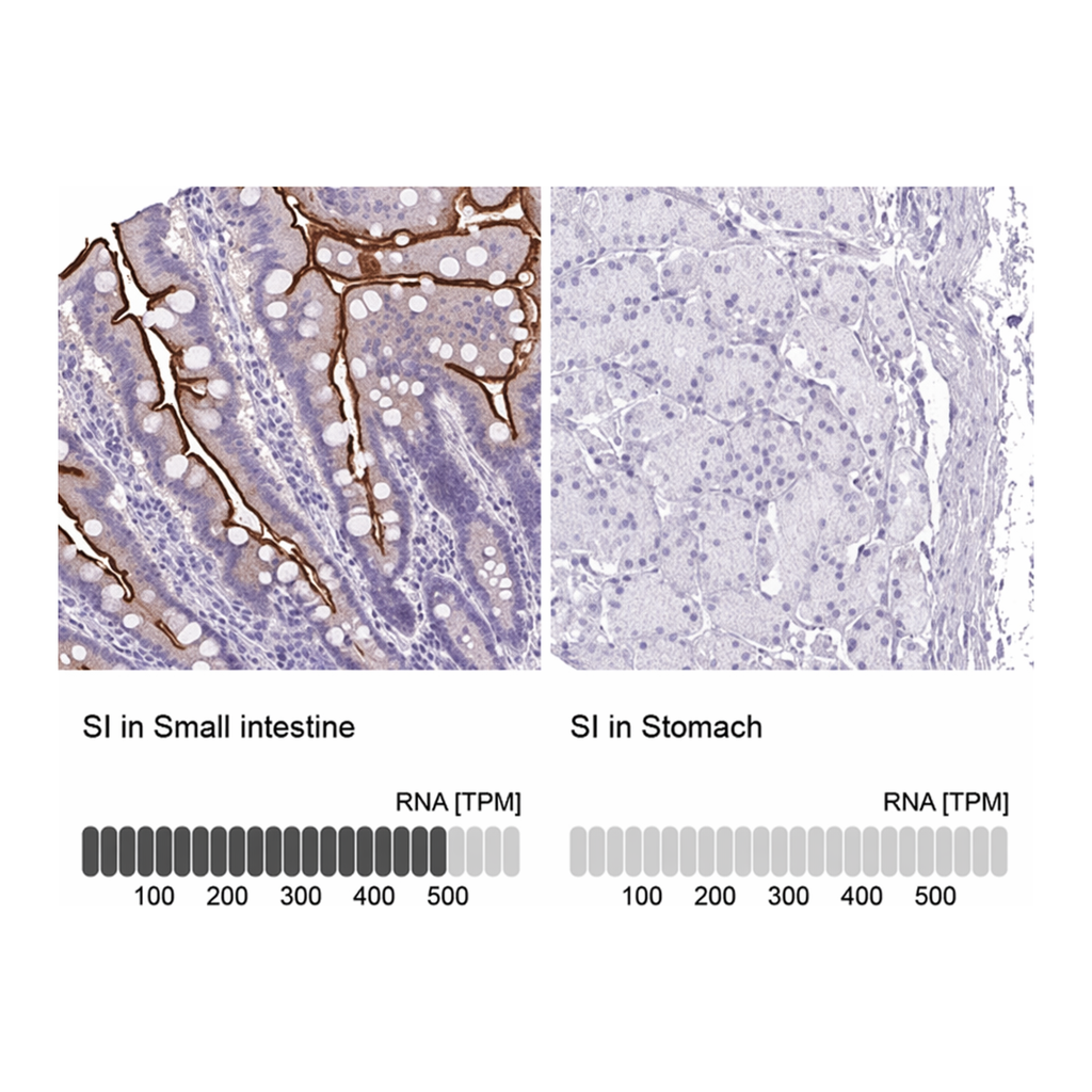 Merck Anti-SI antibody produced in rabbit