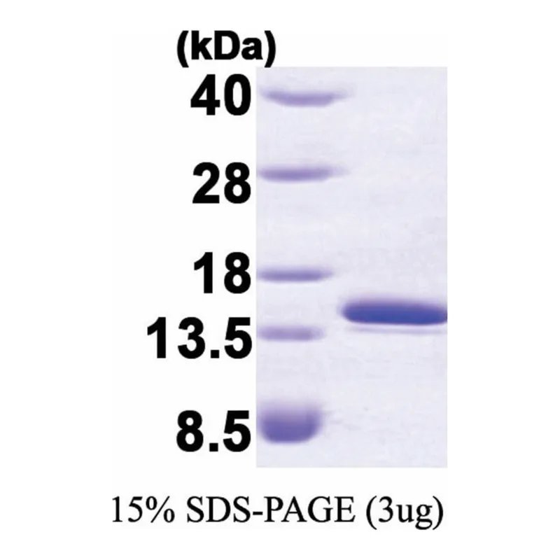 Merck FKBP1A/FKBP12, HUMAN