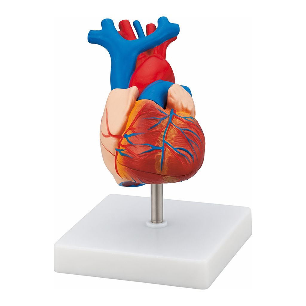 AS ONE Cardiac Model, 심장 모델