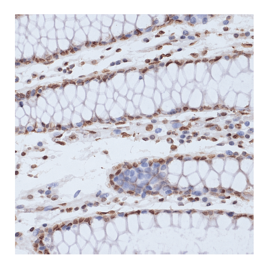 Merck Anti-Phospho-CDK1-Y15 antibody produced in rabbit