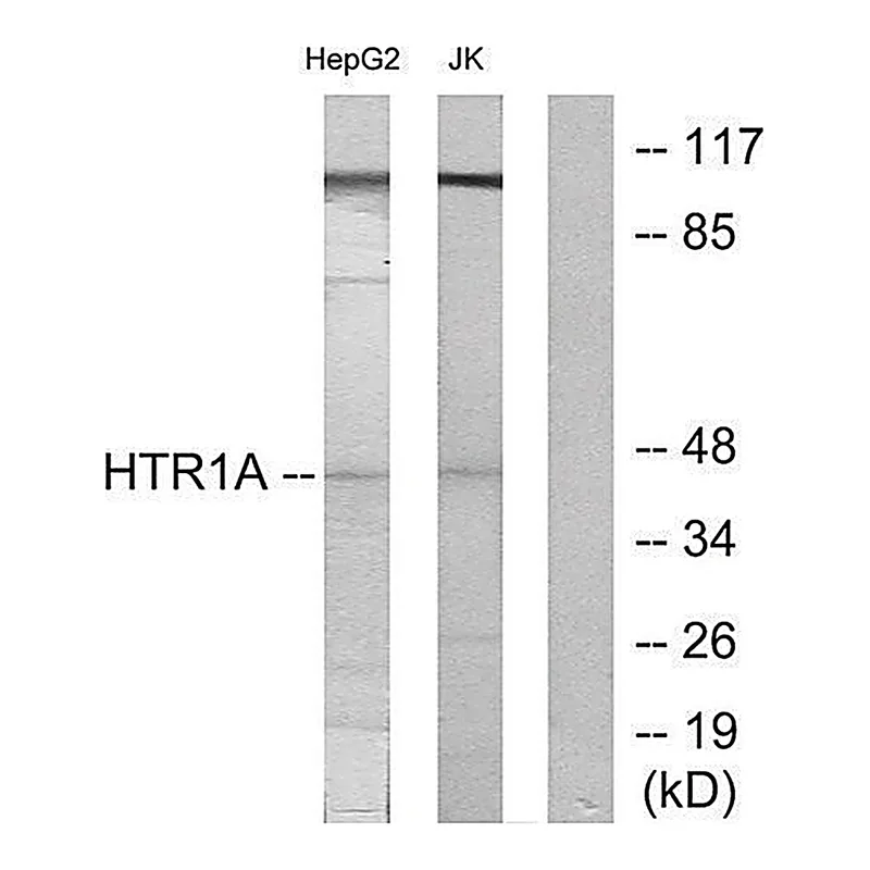 Merck Anti-5-HT-1A antibody produced in rabbit