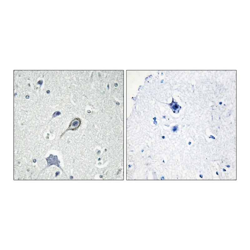 Merck Anti-CNR1 antibody produced in rabbit