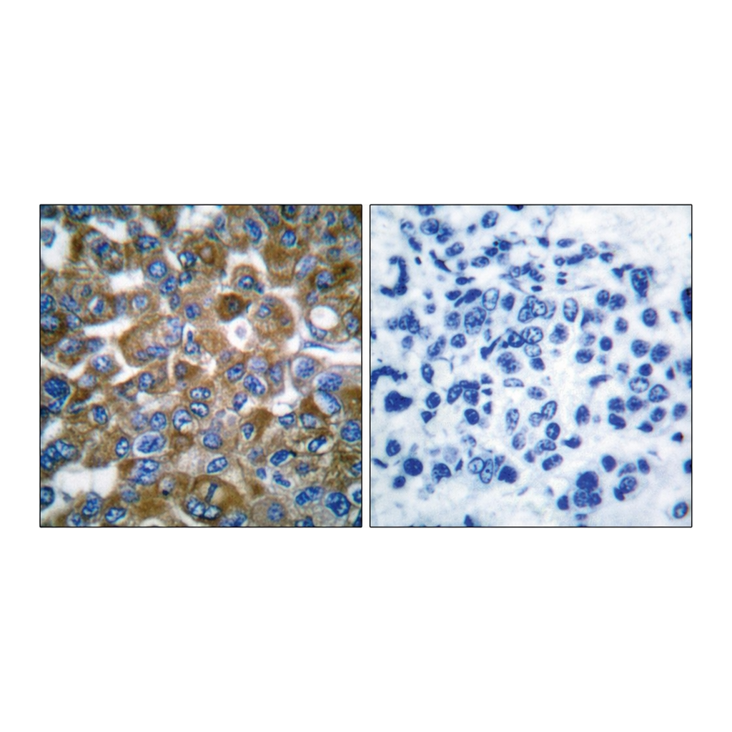 Merck Anti-Keratin 15 antibody produced in rabbit