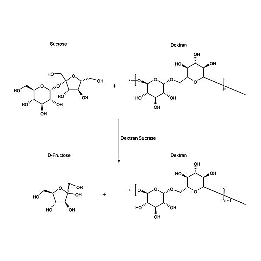Merck Dextran Sucrase from Leuconostoc mesenteroides