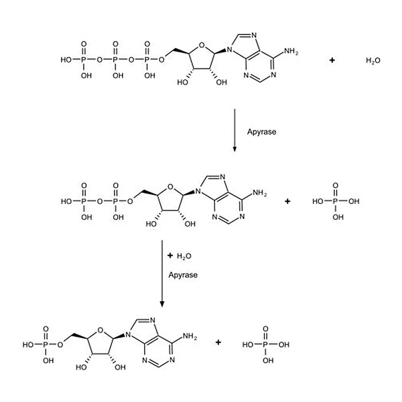 Merck Apyrase from potato