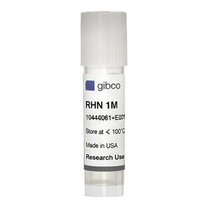 Thermo Fisher Scientific Primary Rat Hippocampus Neurons
