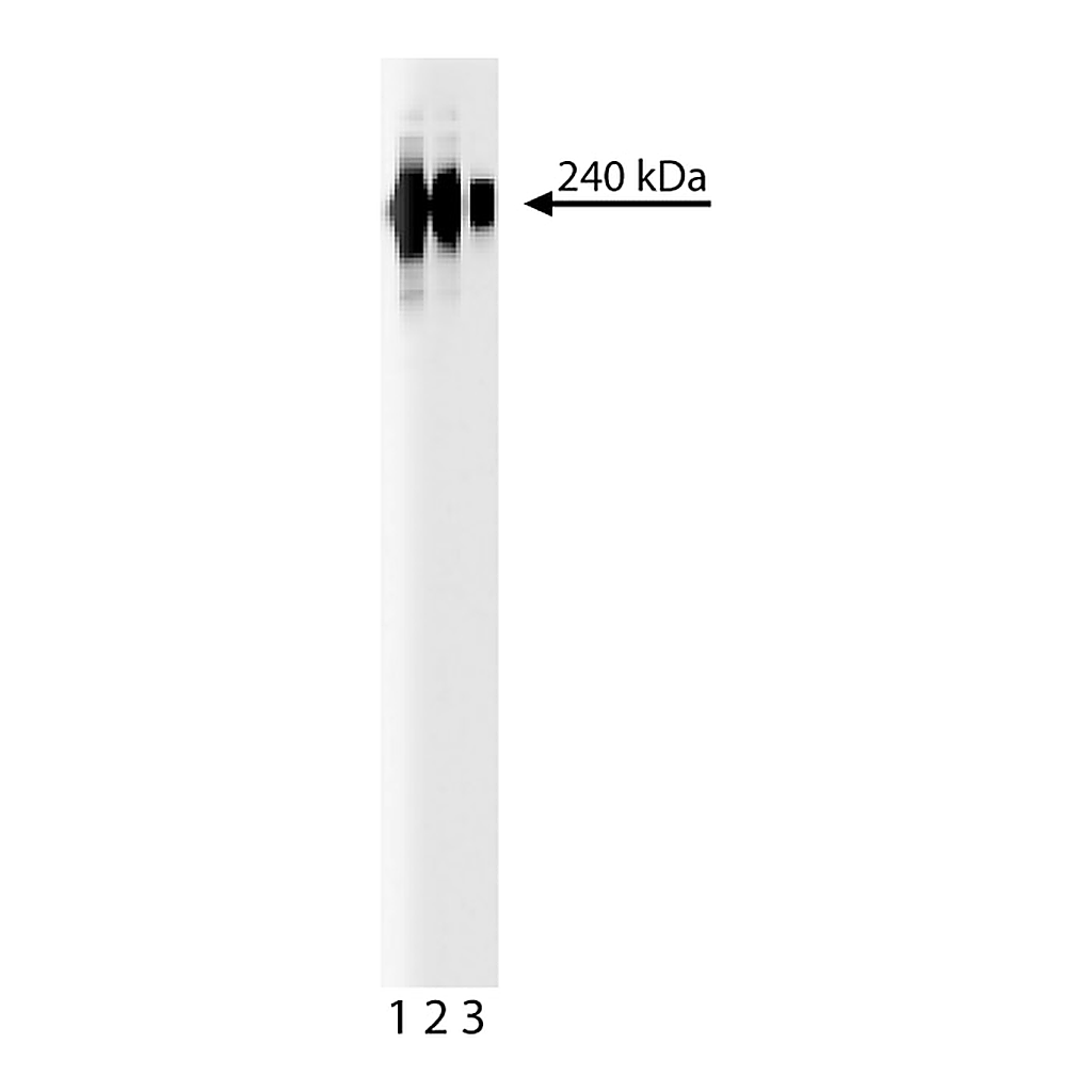 BD Purified Mouse Anti-Fibronectin