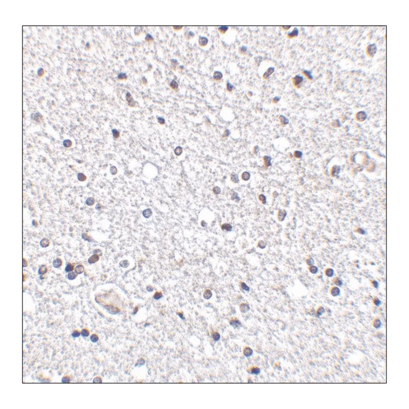 Merck Anti-TSLP (ab2) antibody produced in rabbit