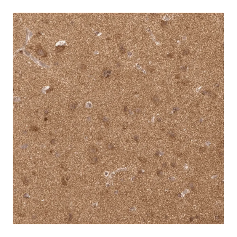 Merck Monoclonal Anti-RHOT1 antibody produced in mouse