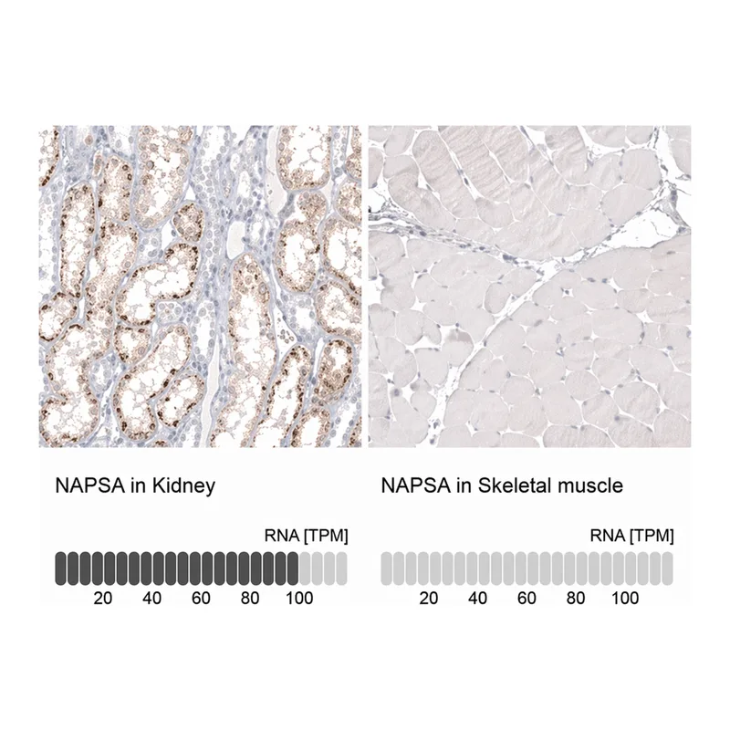 Merck Anti-NAPSA antibody produced in mouse