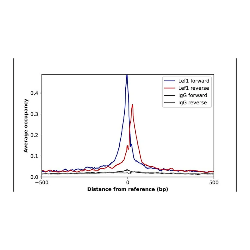 Merck Anti-LEF1 antibody produced in rabbit
