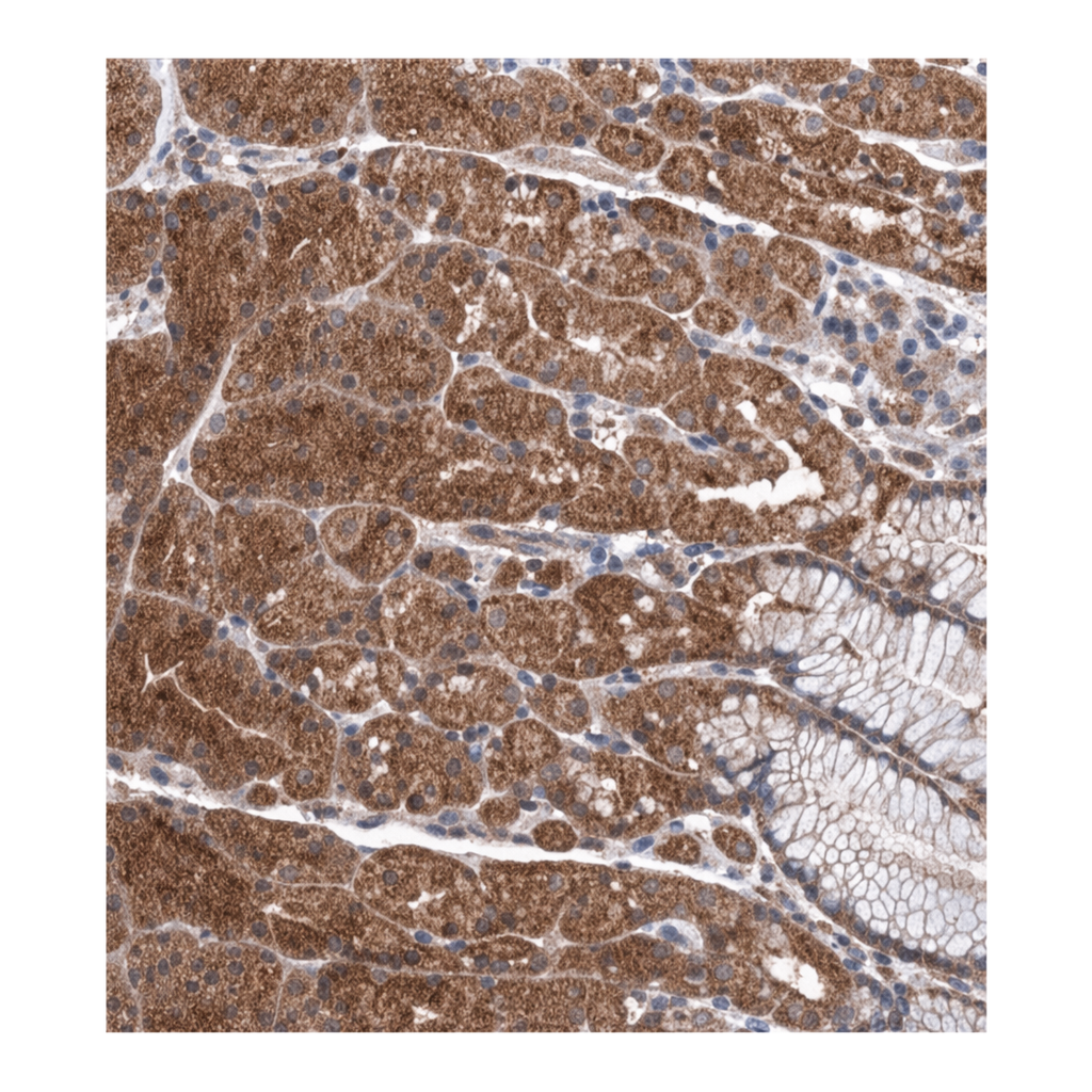 Merck Anti-WDR66 antibody produced in rabbit
