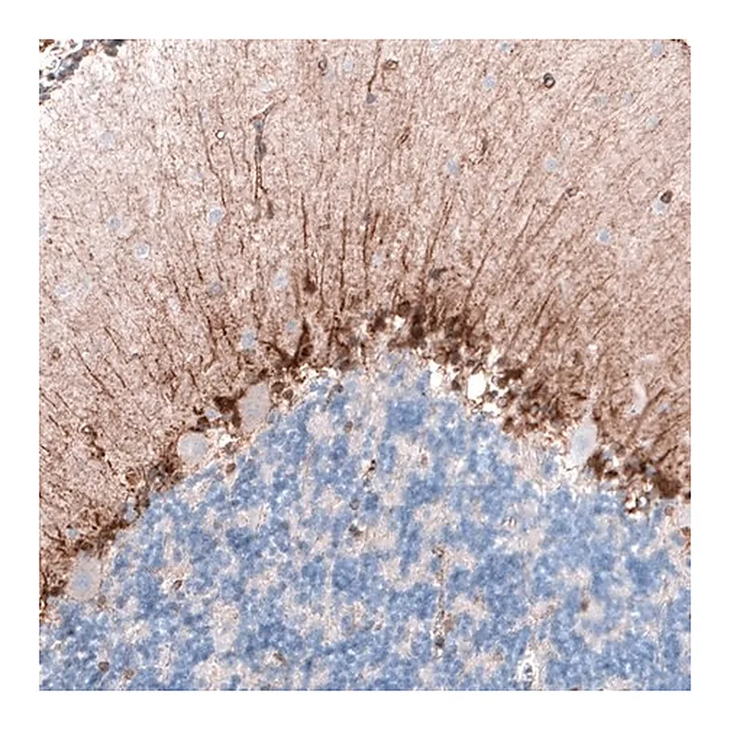 Merck Monoclonal Anti-CLIP1 antibody produced in mouse