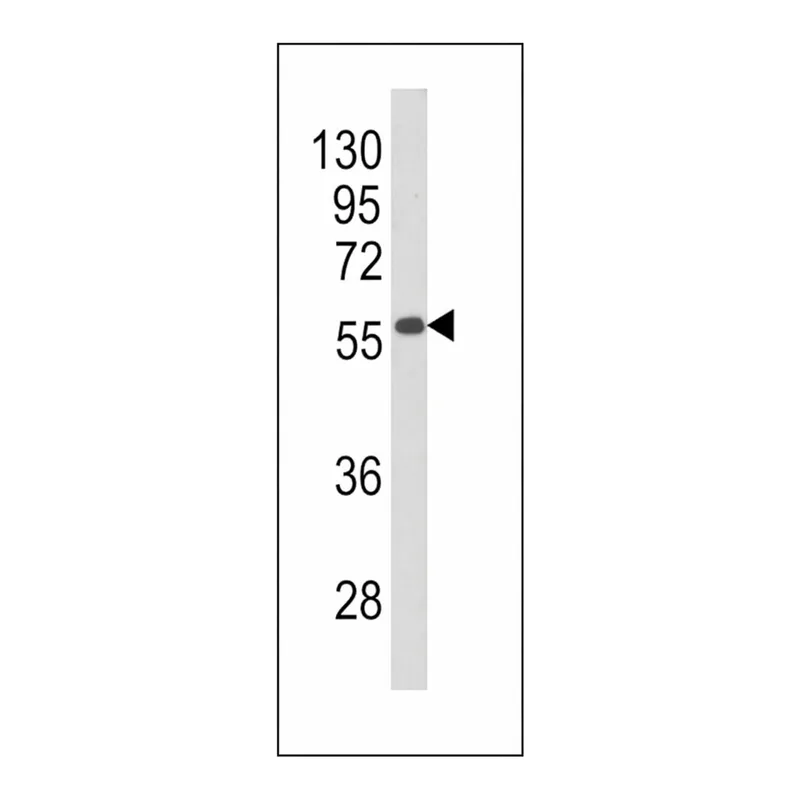 Merck ANTI-BECLIN1-BH3 DOMAIN antibody produced in rabbit
