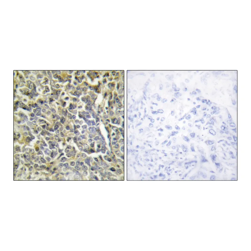 Merck Anti-Collagen VI alpha2 antibody produced in rabbit
