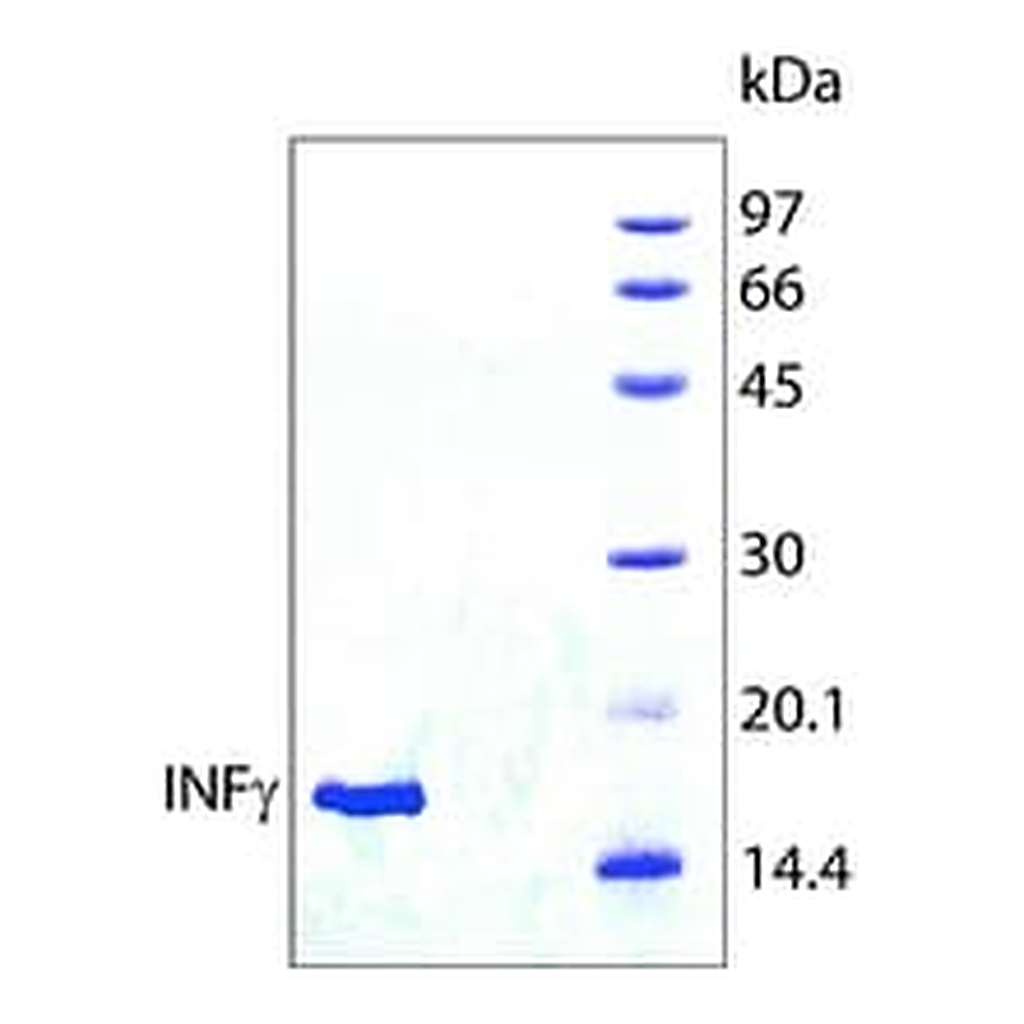 Merck INTERFERON-GAMMA HUMAN , >=98% (SDS&