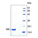 Merck INTERFERON-GAMMA HUMAN , >=98% (SDS&