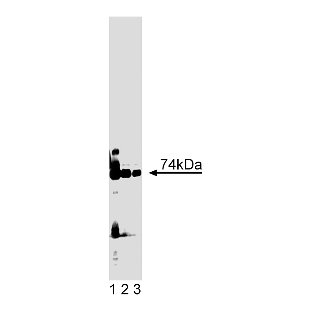 BD Purified Mouse Anti-PKCλ