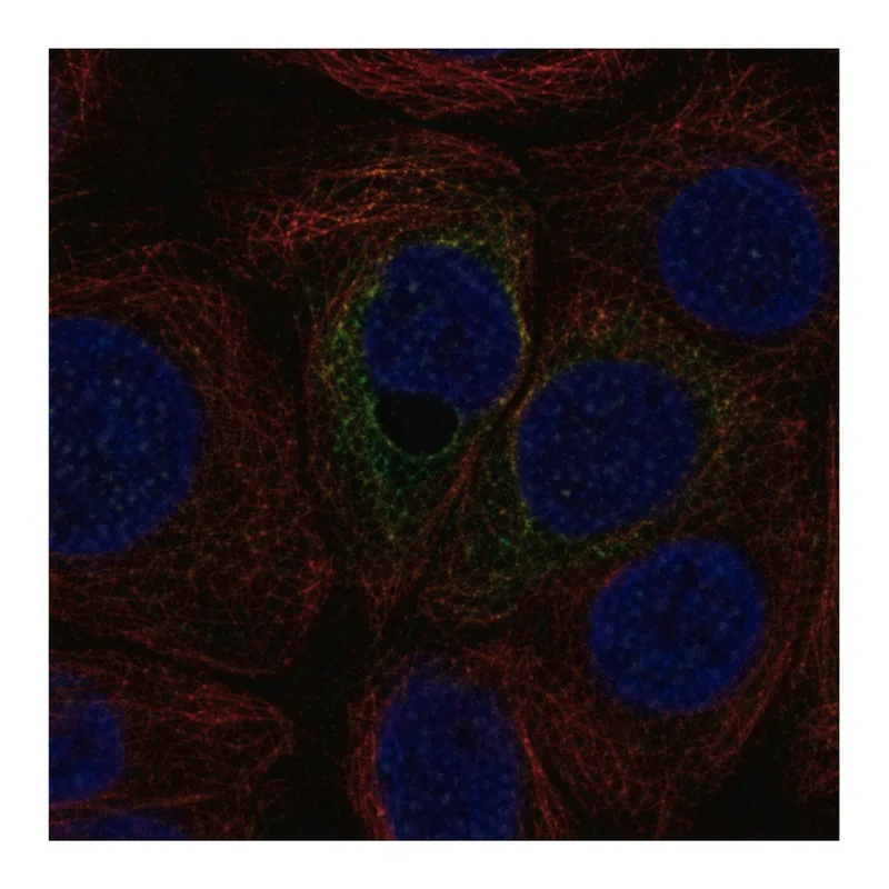Merck Anti-C12ORF54 antibody produced in rabbit