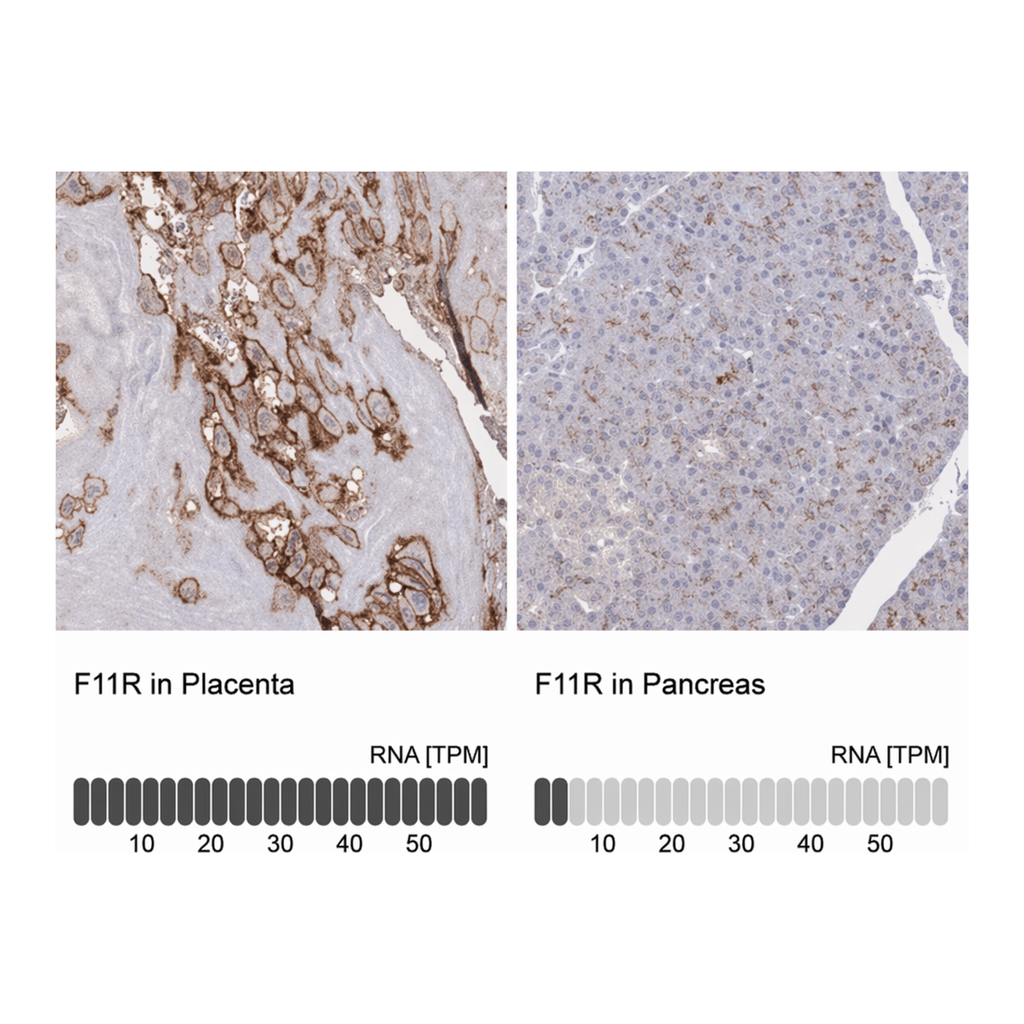 Merck Anti-F11R antibody produced in rabbit