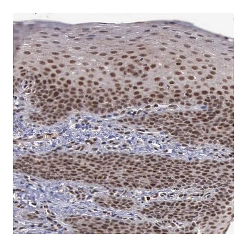 Merck Anti-TRMT2A antibody produced in rabbit