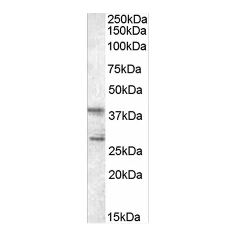 Merck Anti-SCAP2/PRAP antibody produced in goat
