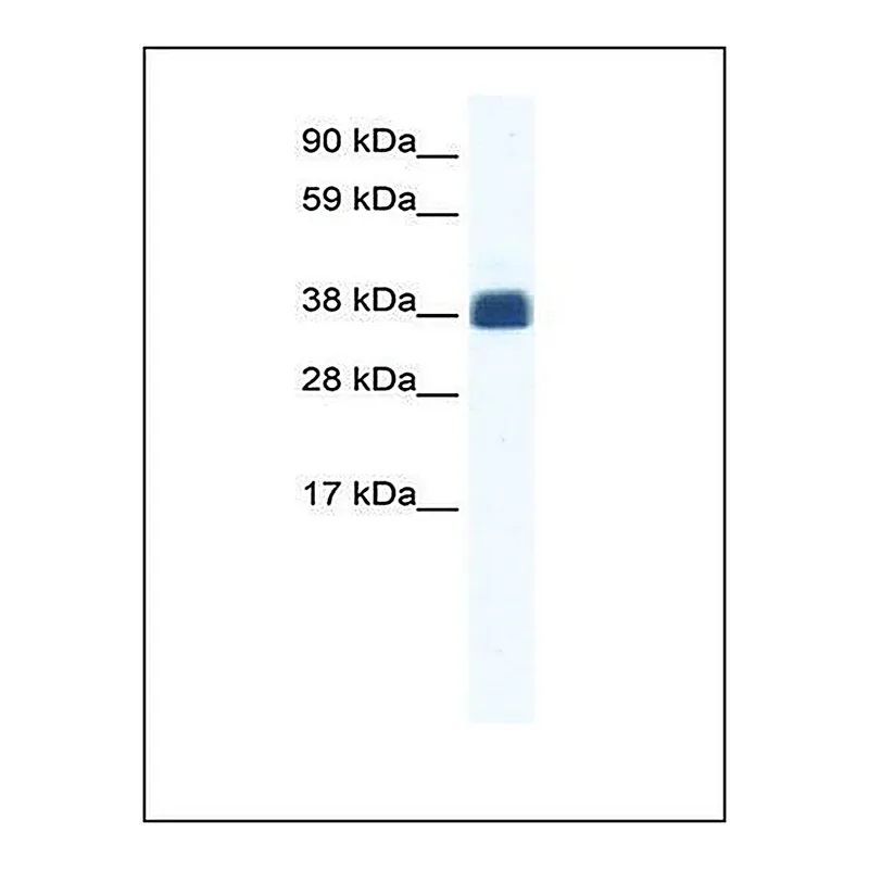 Merck Anti-CX36 antibody produced in rabbit