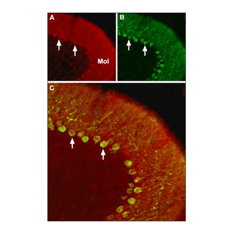 Merck Anti-Calcium Channel (alpha1B Subunit) (N-type of Voltage-gated Ca2+ Channel) antibody produced in rabbit