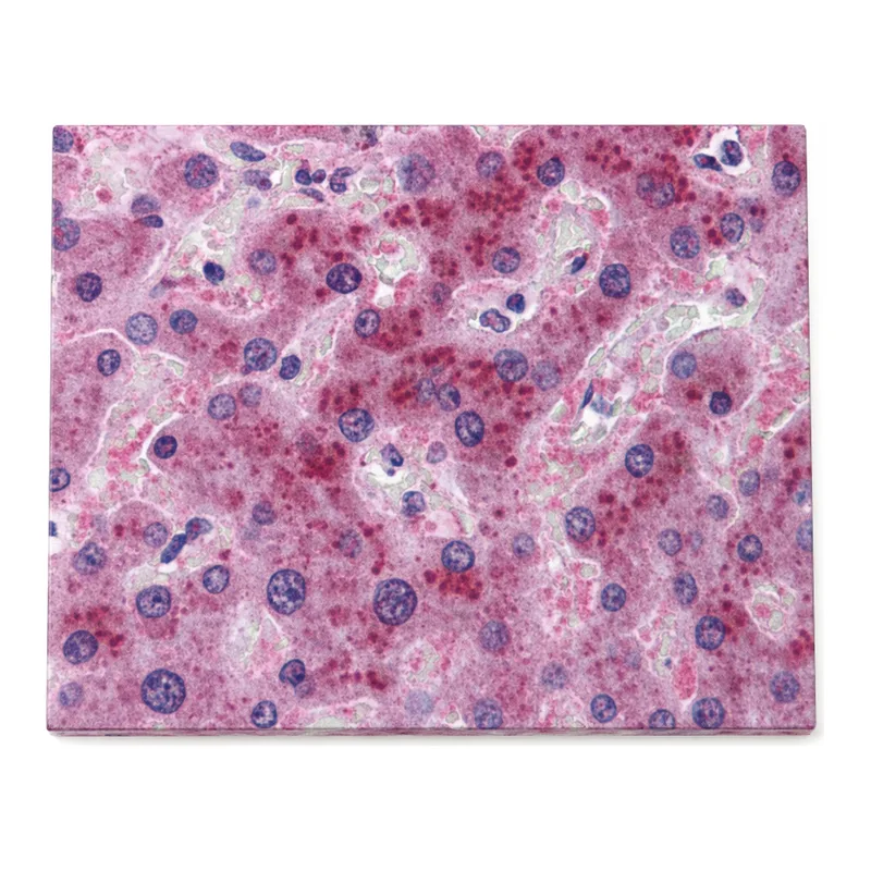 Merck Anti-FGF21 antibody produced in rabbit