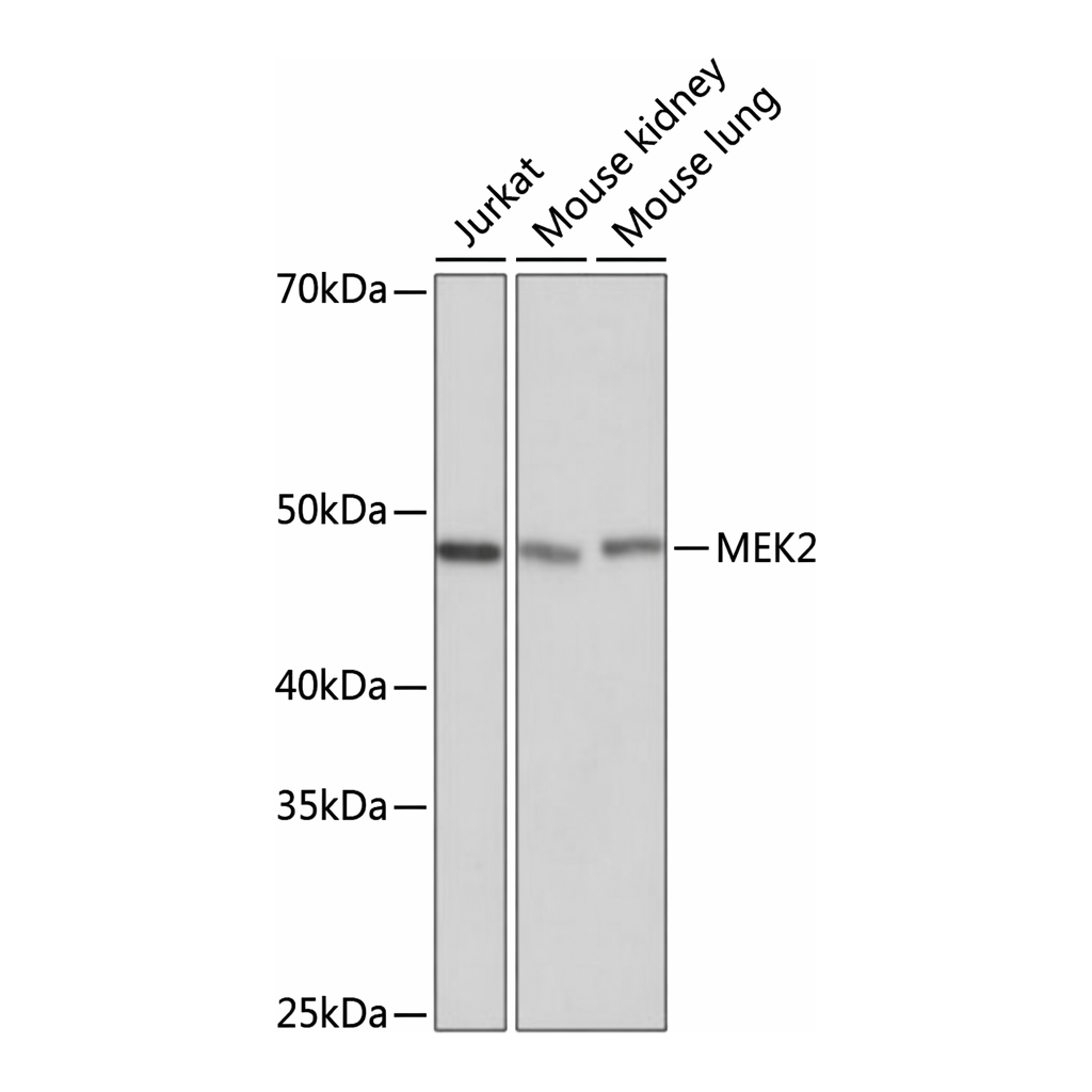 Merck Anti- MEK2 antibody produced in rabbit