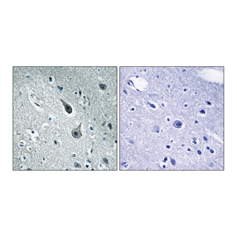 Merck Anti-5-HT-2A antibody produced in rabbit