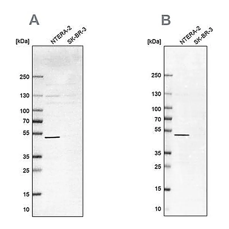 Merck Anti-IST1 antibody produced in rabbit