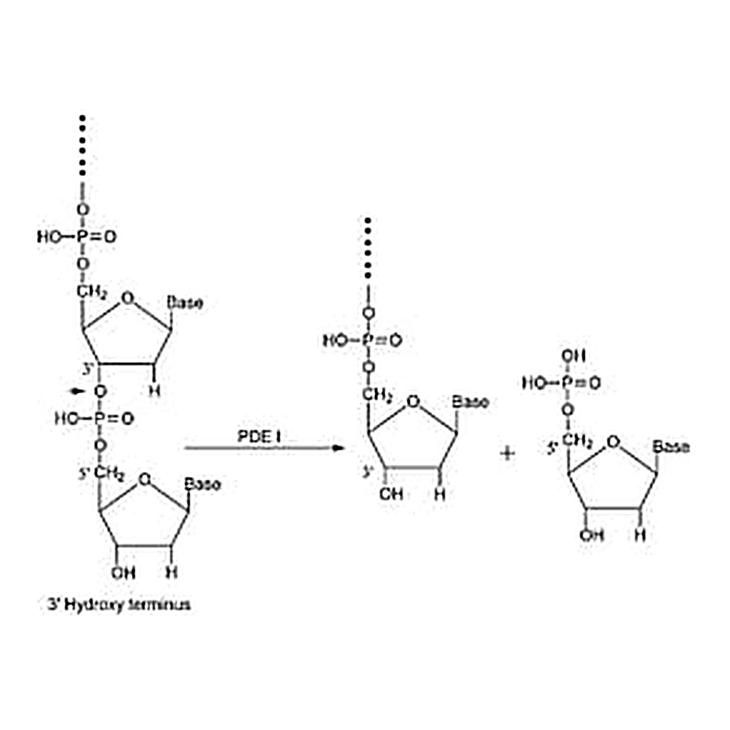 Merck PHOSPHODIESTERASE I FROM CROTALUS ADAMA&