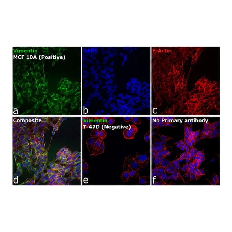 Thermo Fisher Scientific Goat anti-Mouse IgG, IgM (H+L) Secondary Antibody, FITC