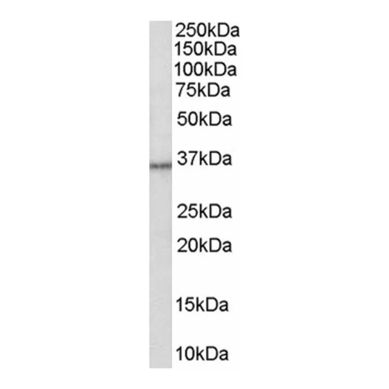 Merck Anti-HSD11B1/HDL antibody produced in goat