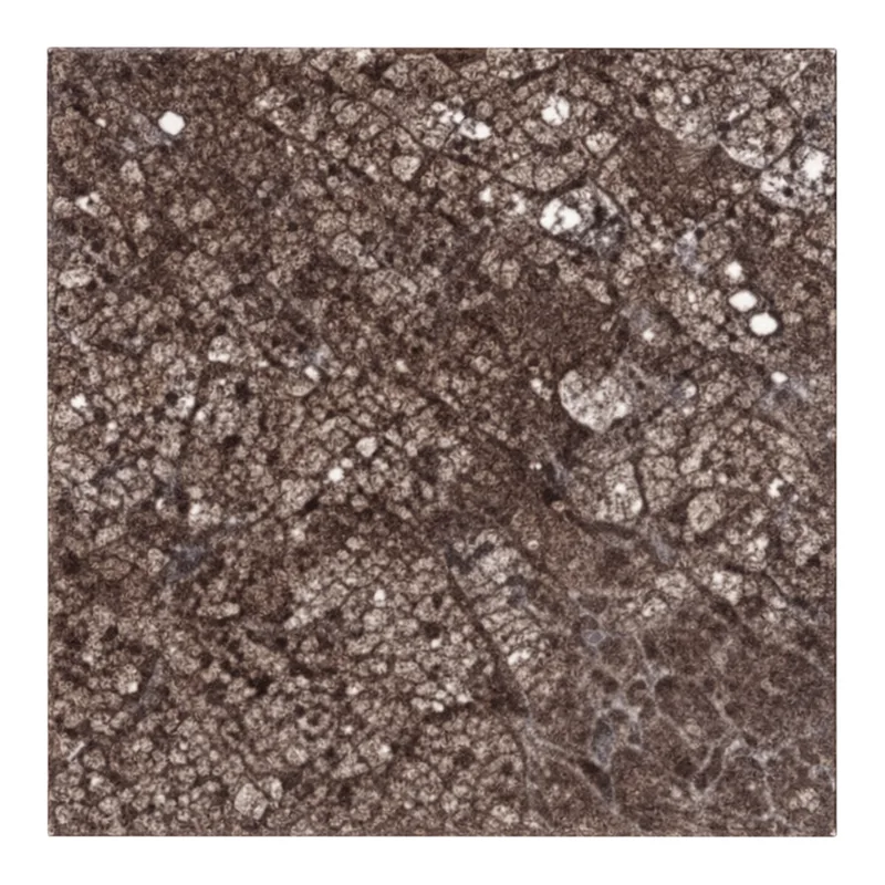 Merck Anti-CUTC antibody produced in rabbit